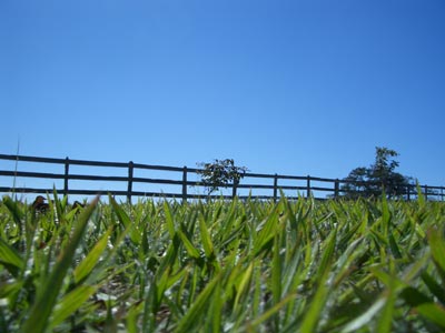 Agricultural Land