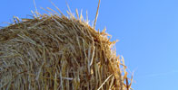 Buy to Graze