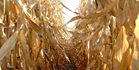Farmland Investment Returns