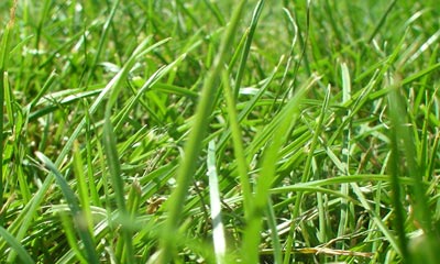 Grass