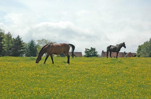 Grazing Land