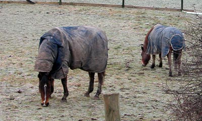 Grazing land