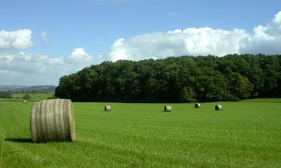 hay field