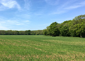Land for Sale Guildford
