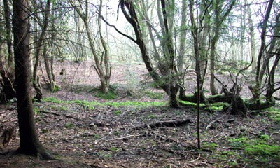 Woodland